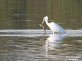 Grote zilverreiger